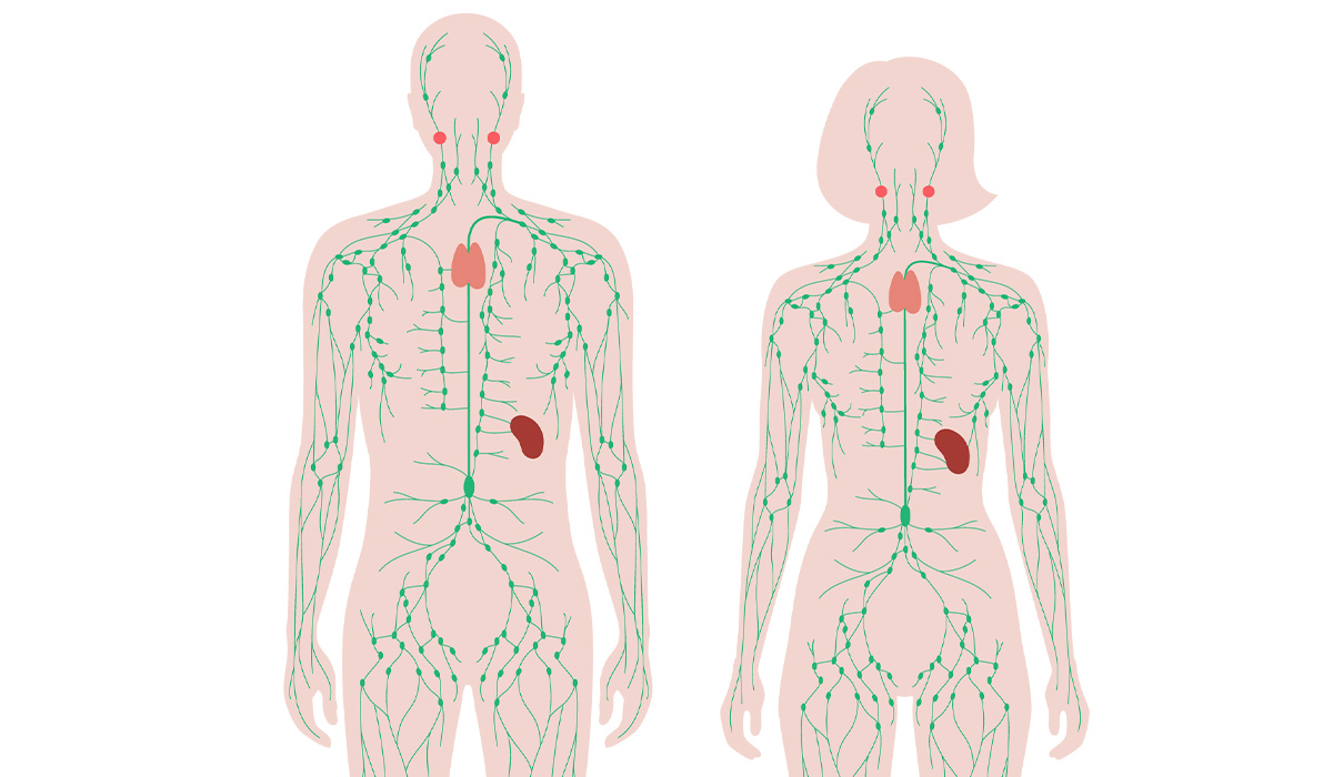 Lymphatic System: Functions, And Diseases 